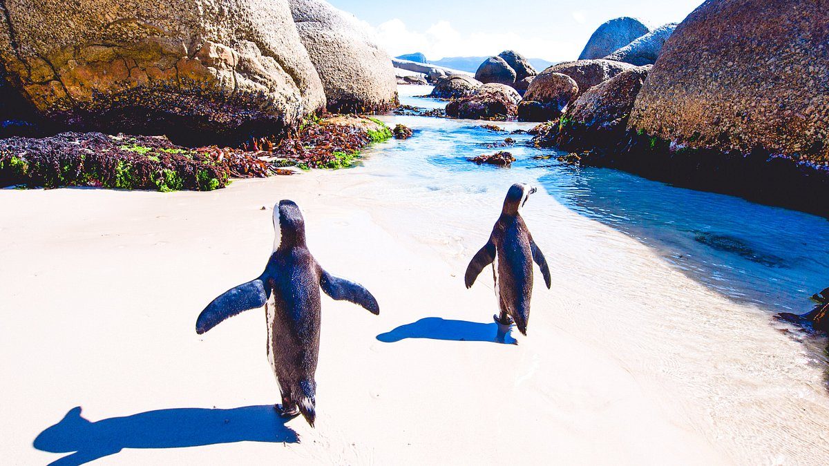 Two African penguins on a white sand beach between granite boulders