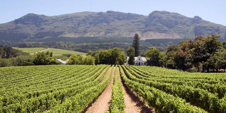 Rows of vines leading to a Cape Dutch homestead below the mountains