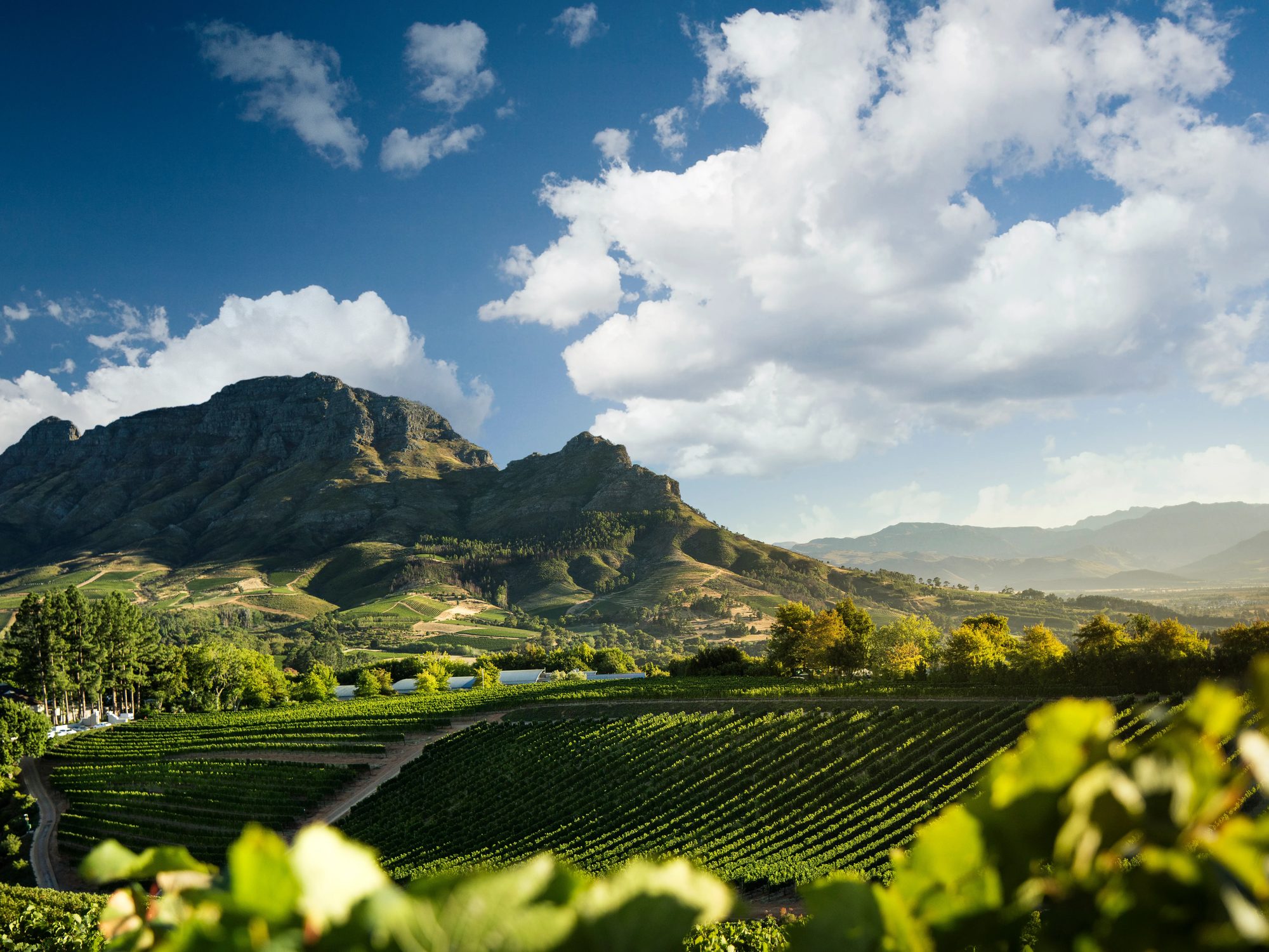 Vineyards below the mountains at Delaire Graff Estate